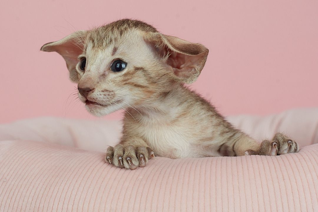 Оріентальний хлопчик шоколадний таббі