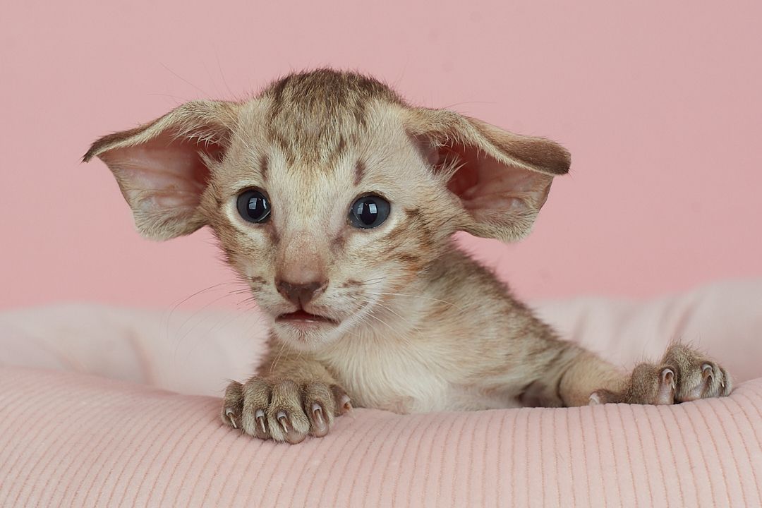 Оріентальний хлопчик шоколадний таббі