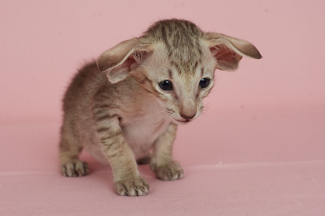Оріентальний хлопчик шоколадний таббі