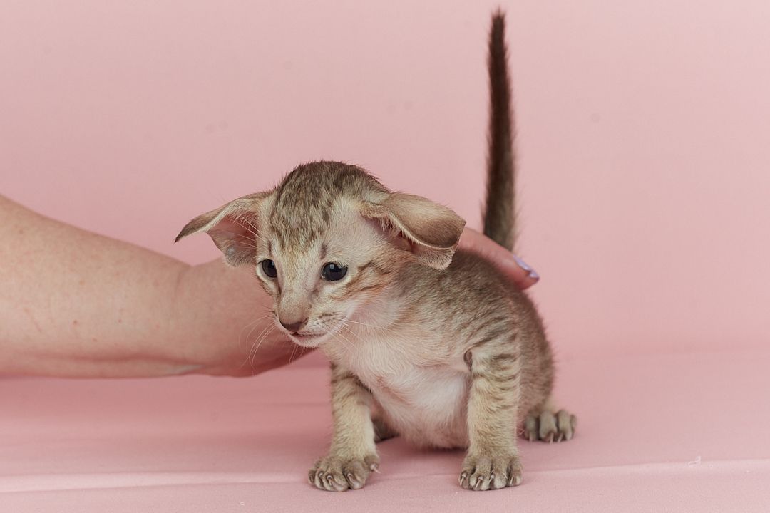 Оріентальний хлопчик шоколадний таббі