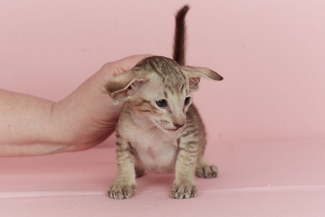 Оріентальний хлопчик шоколадний таббі