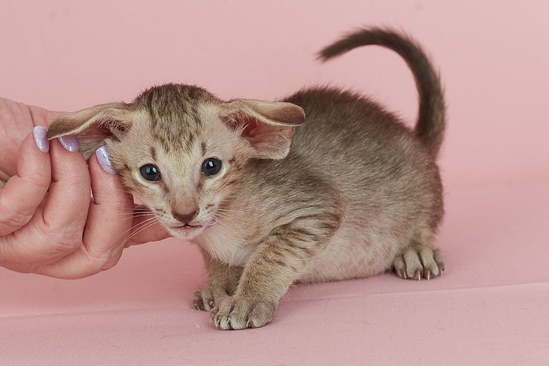 Оріентальний хлопчик шоколадний таббі