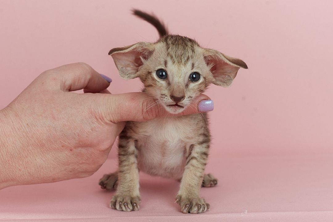 Оріентальний хлопчик шоколадний таббі