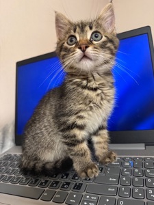 Кошеня