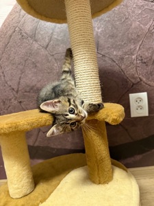 Кошеня