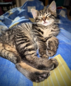 Кошеня