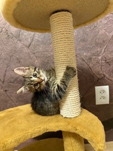 Кошеня