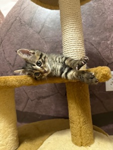 Кошеня