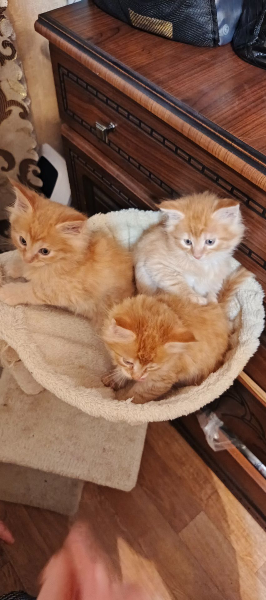 Кошенятка Мейн-кун