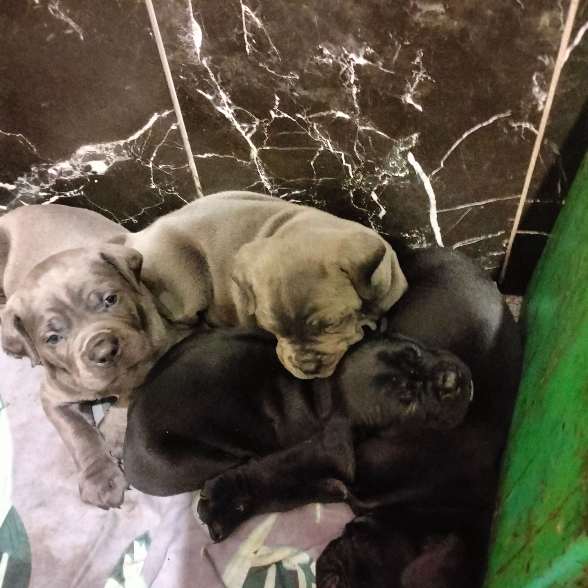 Щенки Кане Корсо