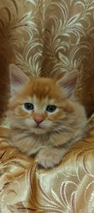 Кошенятка Мейн-кун