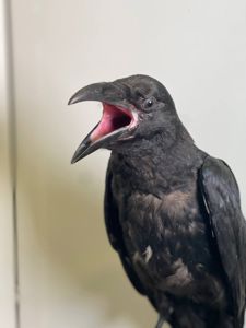 Розмовляючий ворон Крук, ручний ворон, домашній крук, декоративний