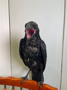 Розмовляючий ворон Крук, ручний ворон, домашній крук, декоративний