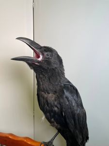 Розмовляючий ворон Крук, ручний ворон, домашній крук, декоративний