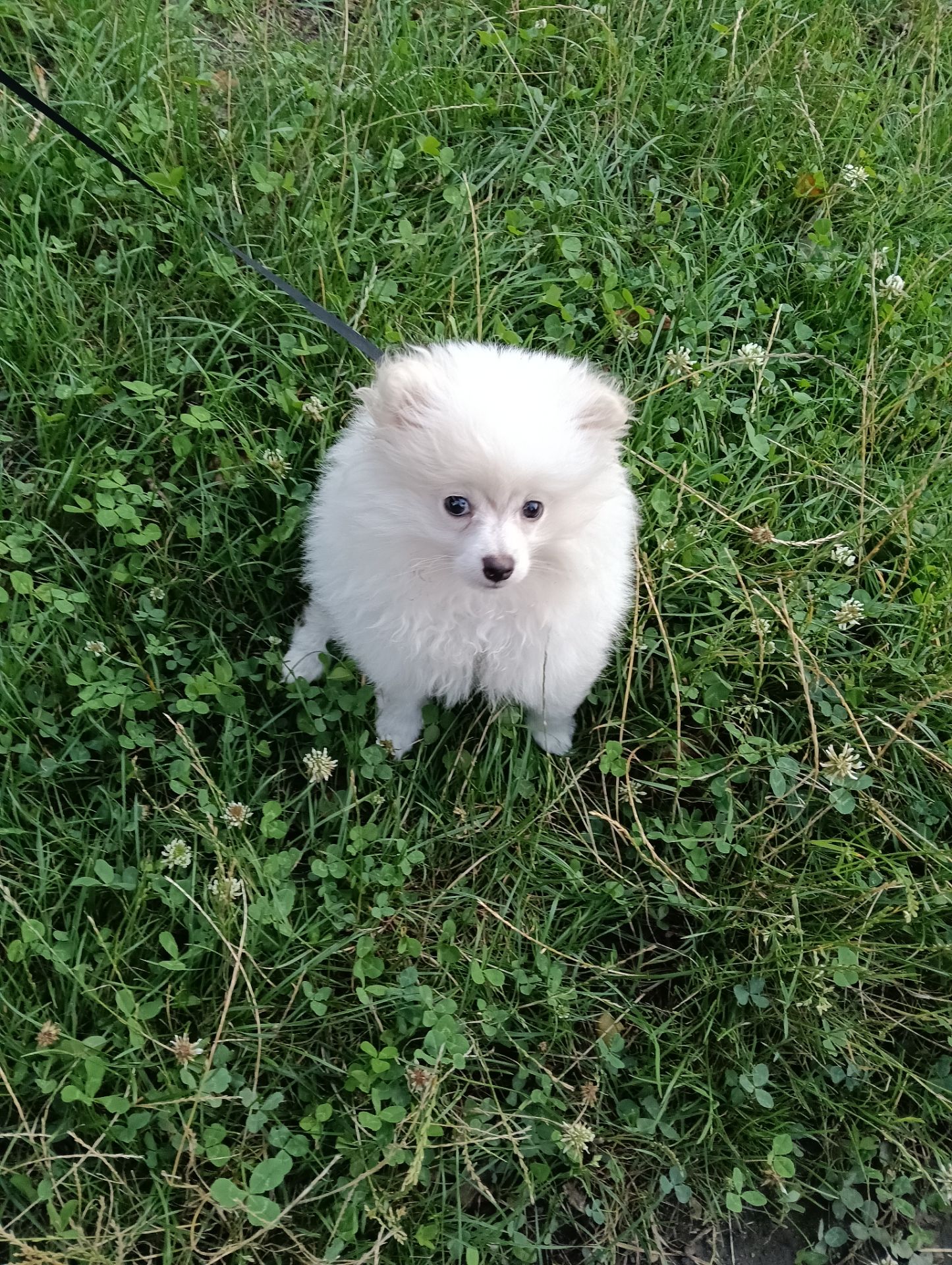 Міні хлопчик Річард, 4 міс