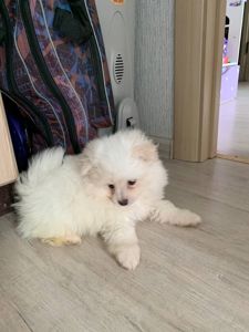 Міні хлопчик Річард, 4 міс