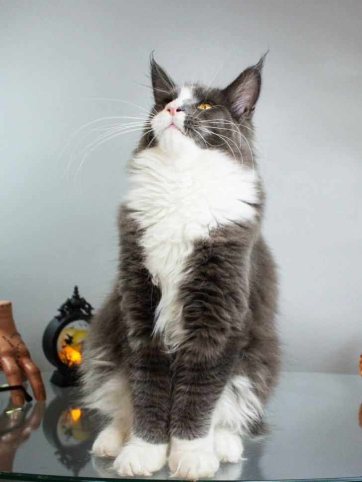 Котик Мейнкун з документами