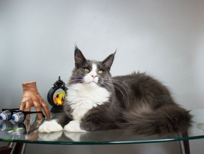 Котик Мейнкун з документами