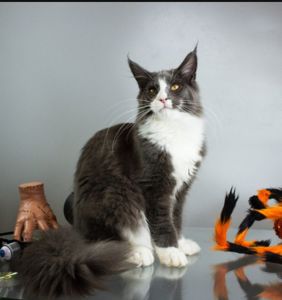 Котик Мейнкун з документами