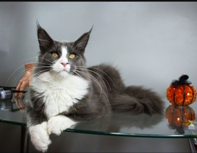 Котик Мейнкун з документами