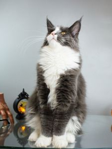Котик Мейнкун з документами
