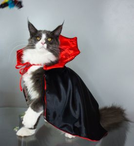 Котик Мейнкун з документами