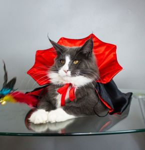 Котик Мейнкун з документами