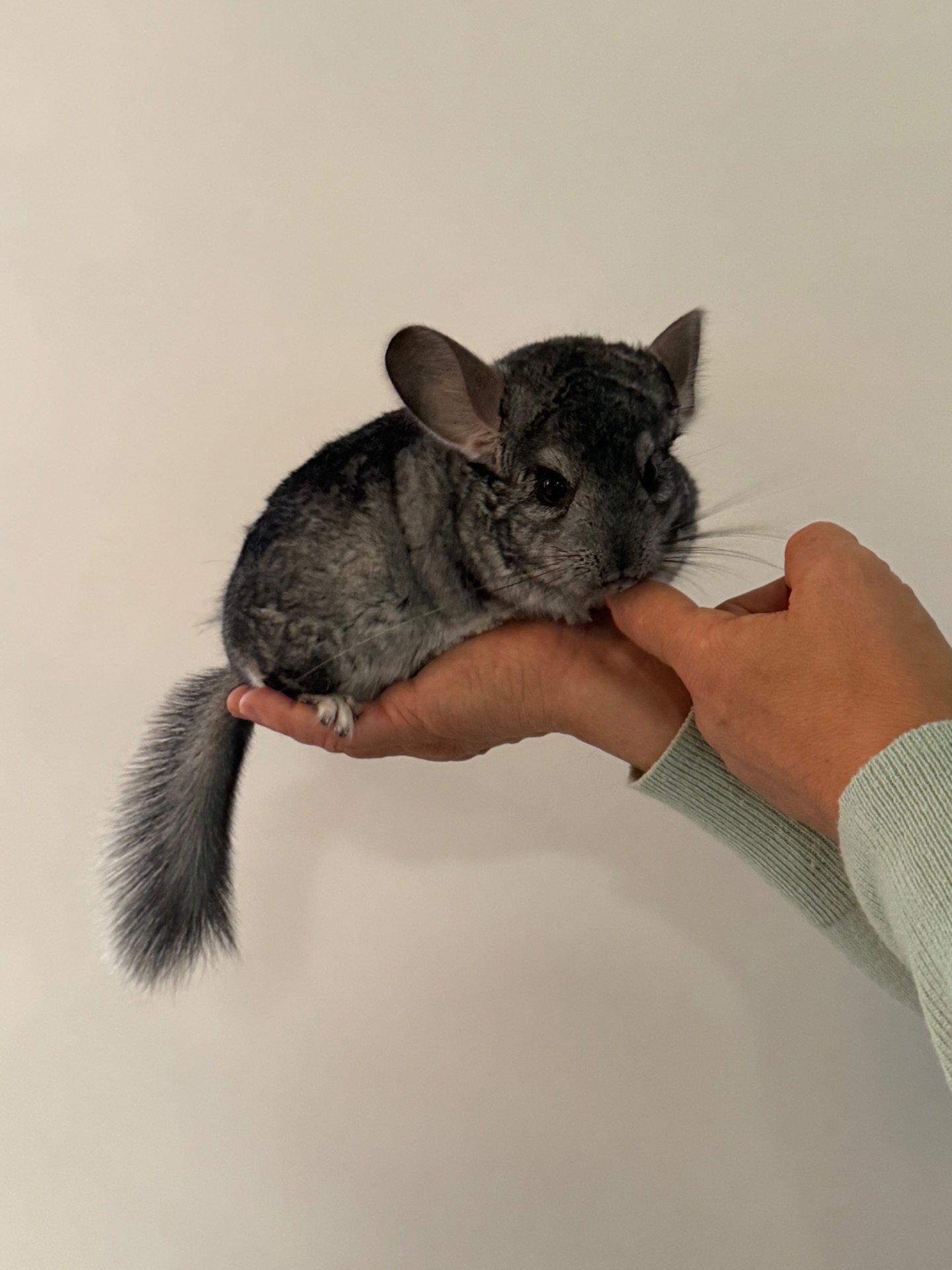 Шиншила хлопчик, 10 місяців