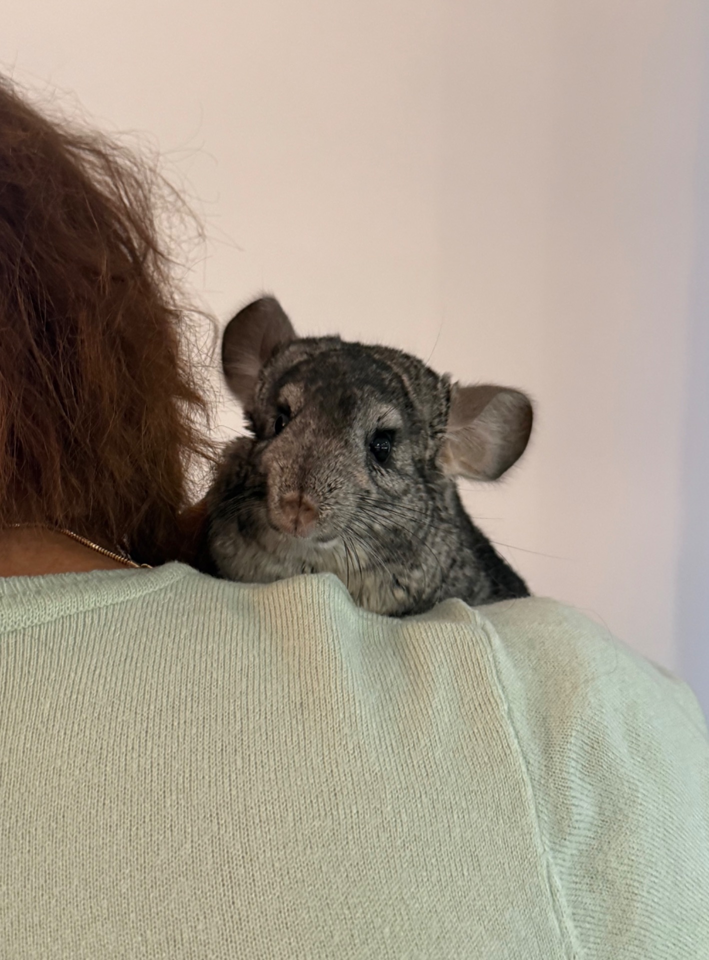 Шиншила хлопчик, 10 місяців