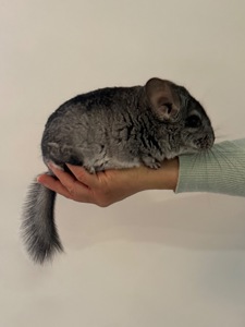 Шиншила хлопчик, 10 місяців