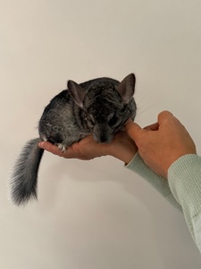 Шиншила хлопчик, 10 місяців