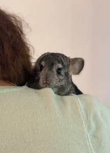 Шиншила хлопчик, 10 місяців