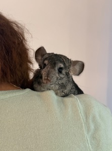 Шиншила хлопчик, 10 місяців
