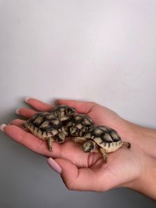черепаха середньоазіатська, сухопутна черепаха, ручні середньоазійські черепахи