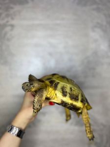 черепаха середньоазіатська, сухопутна черепаха, ручні середньоазійські черепахи