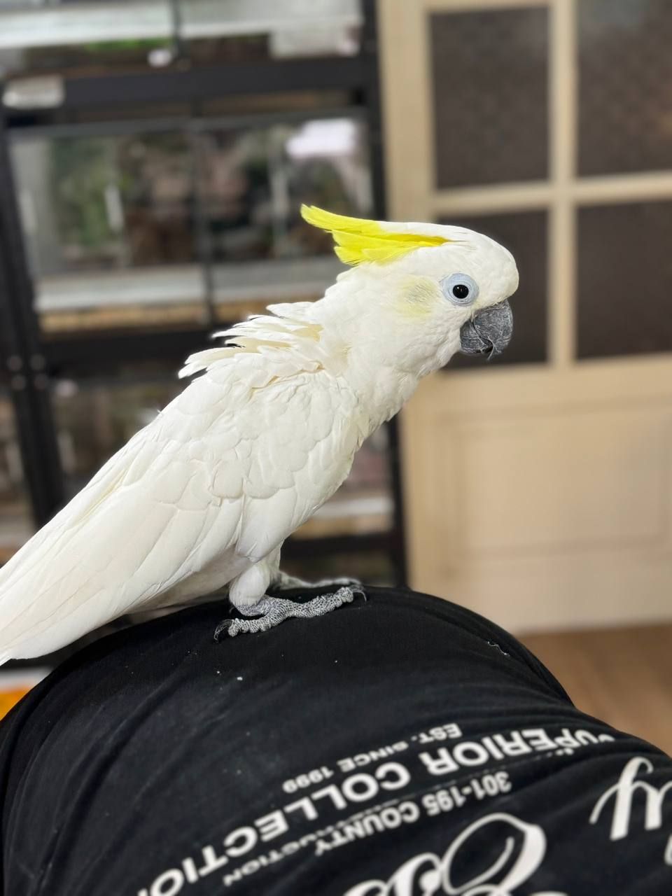 Какаду жовтохохлий, тритоновий какаду, ручні пташенята