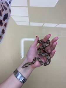 Імператорський удав БОА, Boa constrictor удав, карликовий удавчик різні морфи