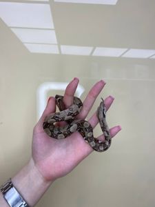 Імператорський удав БОА, Boa constrictor удав, карликовий удавчик різні морфи