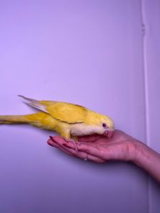 Каліта сонах, ручний квакер, неймовірні папуги для дому, окільцьовані монахи з днк тестом