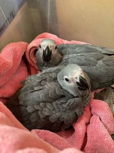 Жако, сірий папуга африканський, ручной жако выкормыш, говорящий попугай жако, птенцы от 3 мес