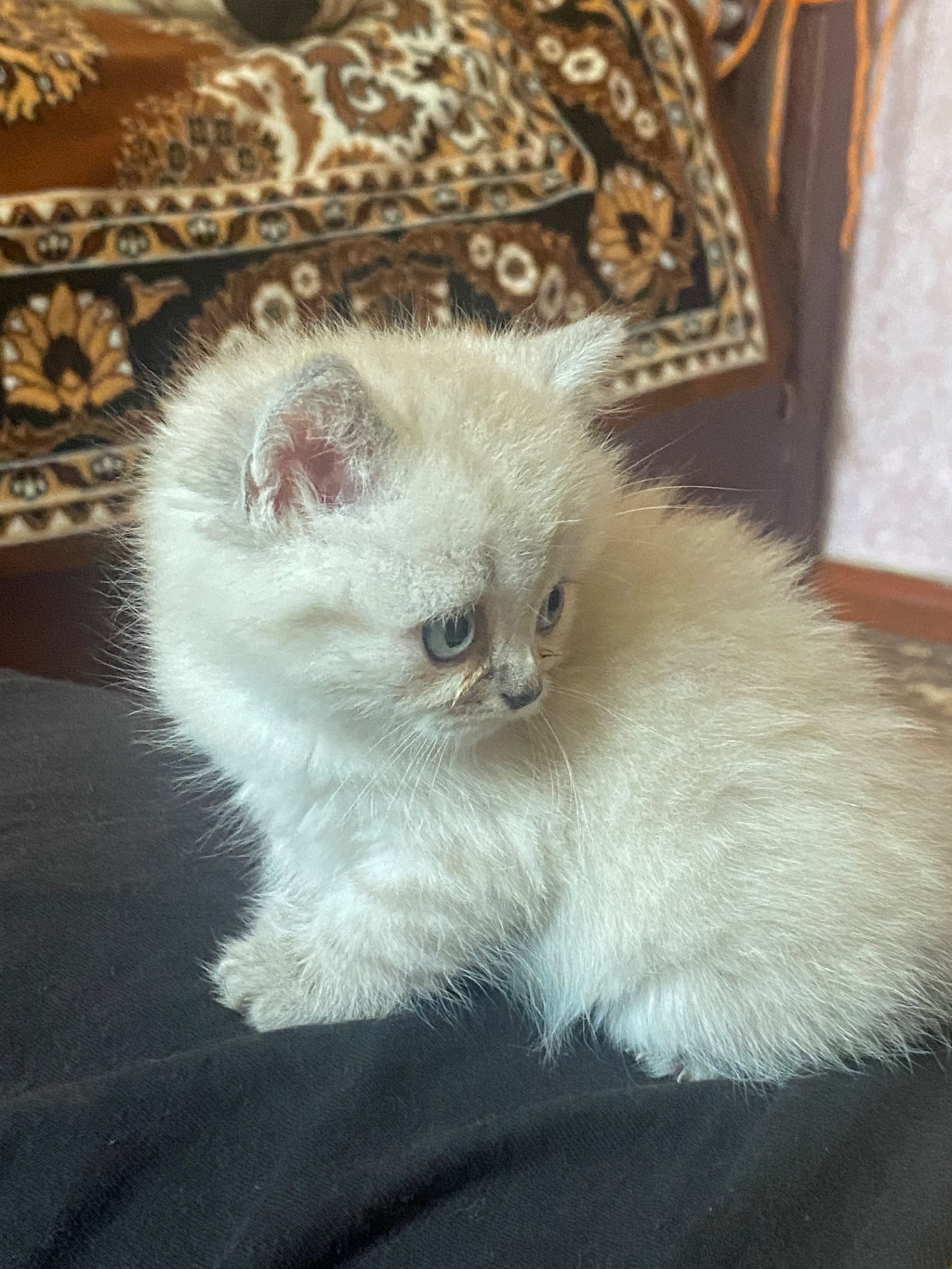 Кішечка блюпоінт