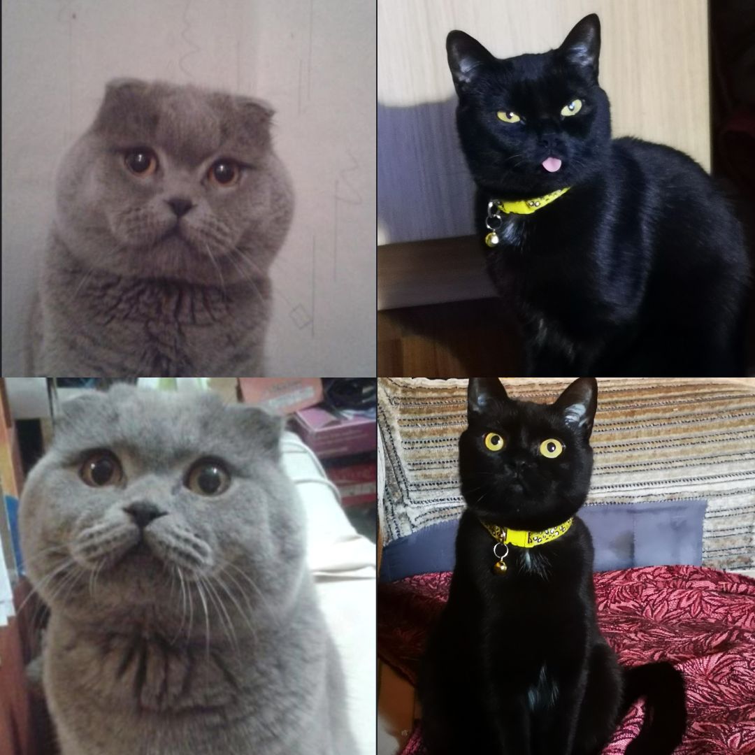 Котята британцы