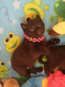 Котята британцы