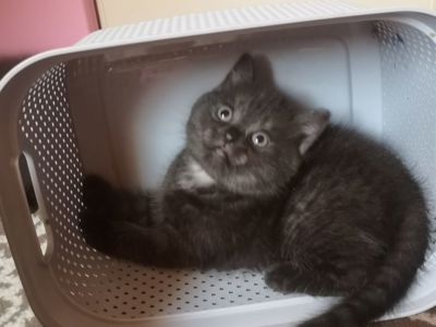 Котята британцы