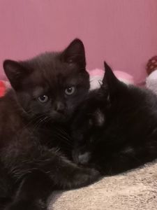 Котята британцы