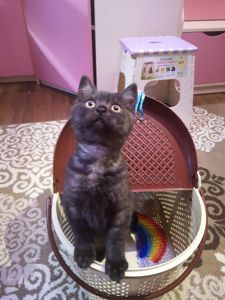 Котята британцы
