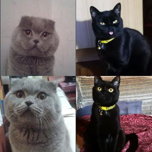 Котята британцы