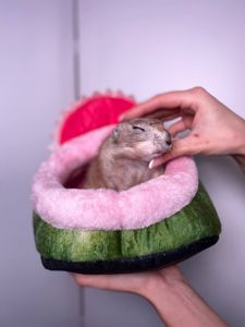 луговий собачка, циноміс, степовий собачка, лучний собачка ручний
