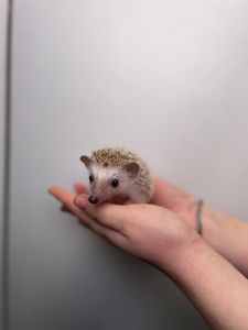 Африканський їжачок декоративний, ручні їжачкки, ручні малюки їжачки різних окрасів та статті