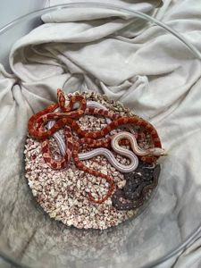 маїсовий полоз, змійка полоз, маисовый полоз